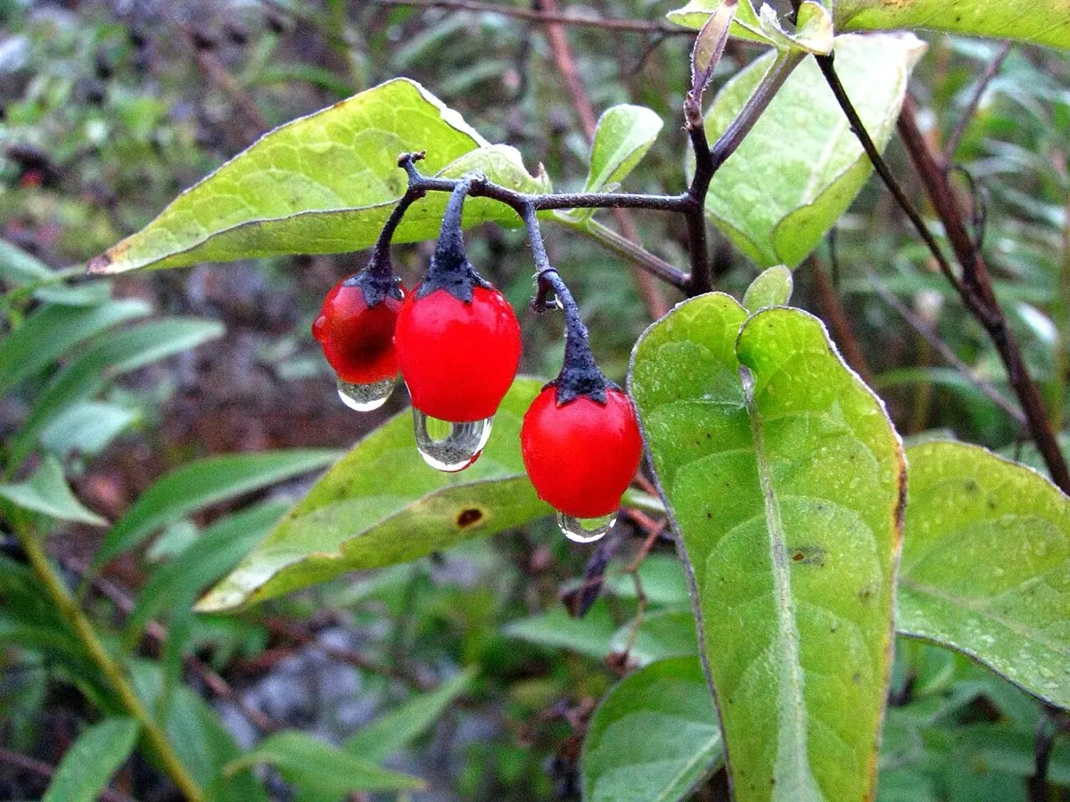 Bittersüßer Nachtschatten