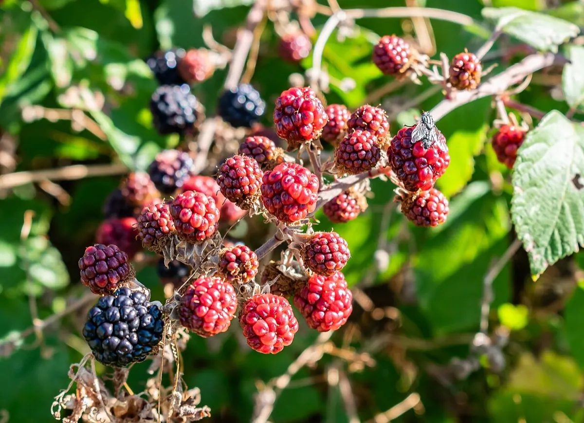 Brombeere