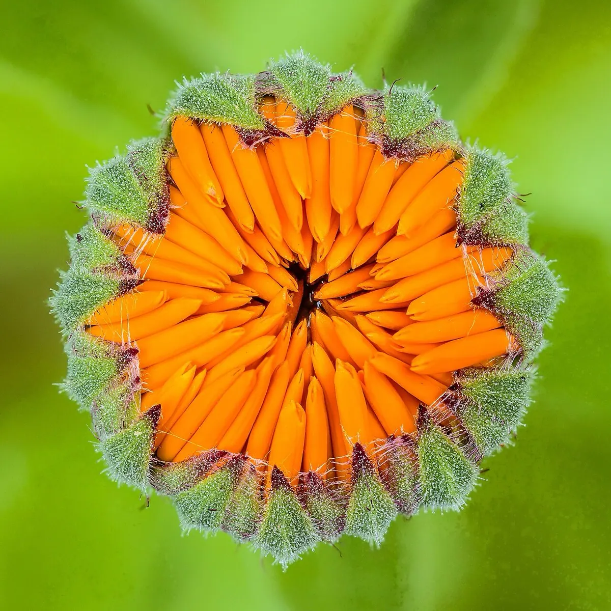 Ringelblume