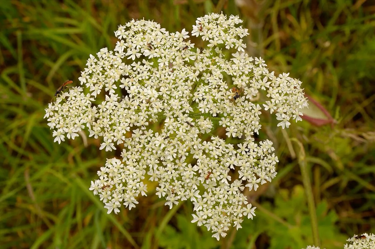 Wiesen-Bärenklau