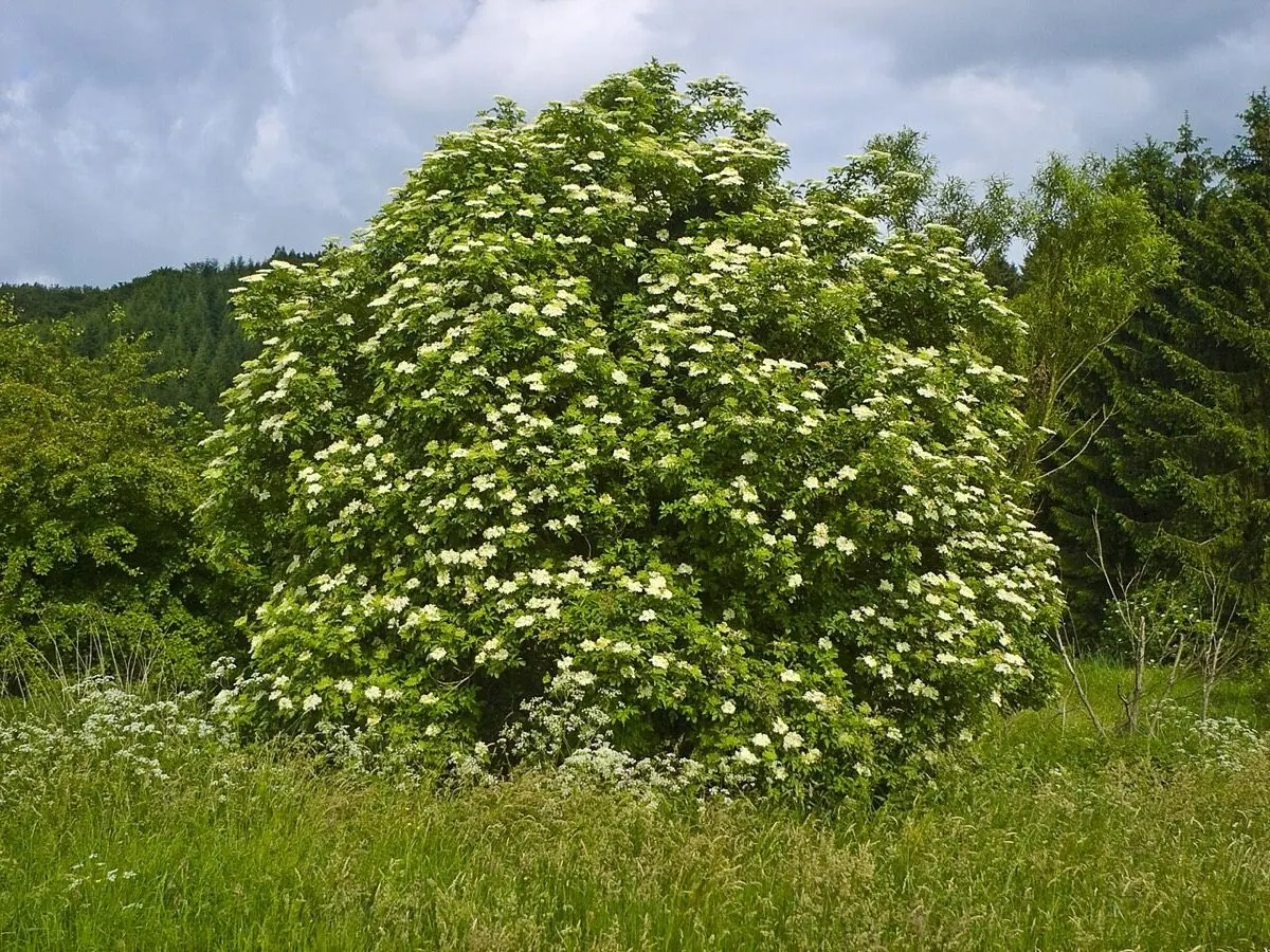 Holunderblüte