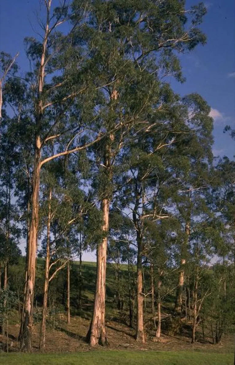 Eukalyptus