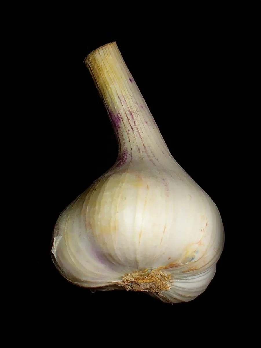 Knoblauch