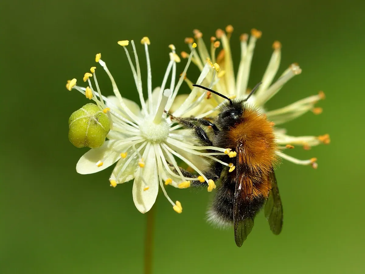 Lindenblüte