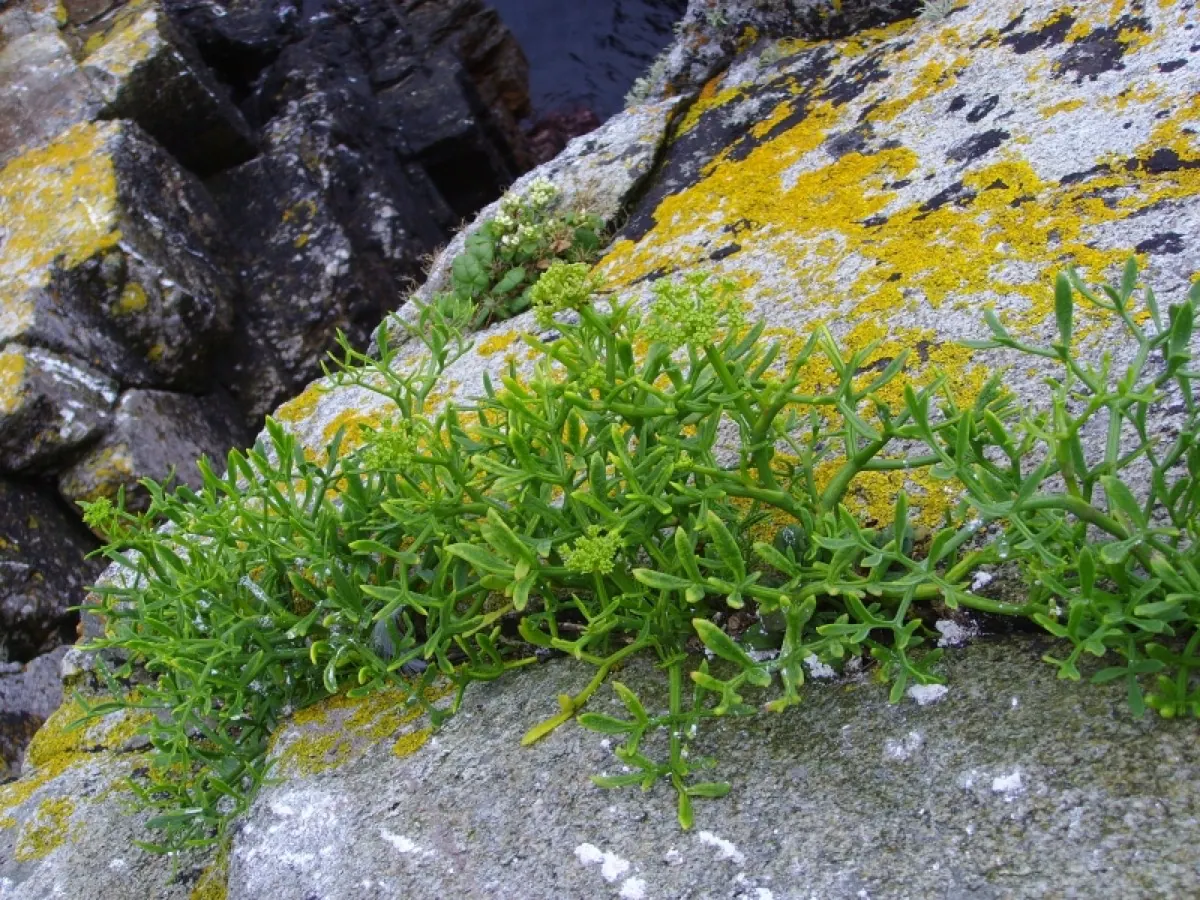 Meerfenchel und Queller