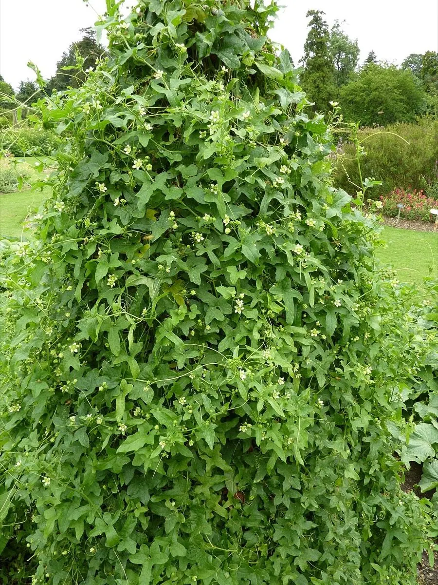 Weiße Zaunrübe