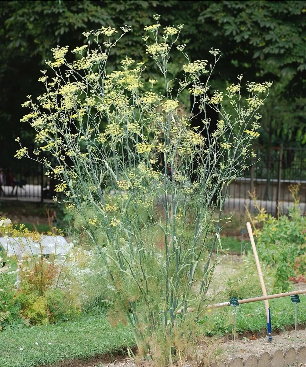 Wilder Fenchel
