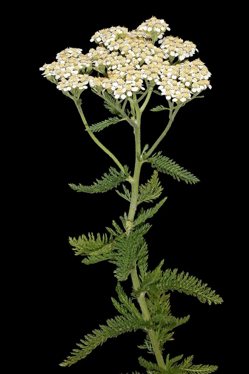 Schafgarbe